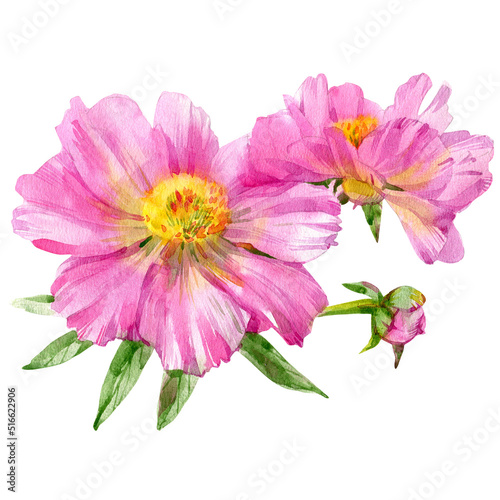 Hand drawn watercolor illustration of peony flower isolated on white background.