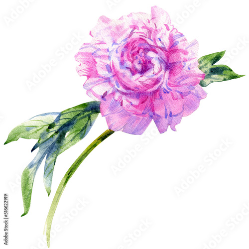 Hand drawn watercolor illustration of peony flower isolated on white background.