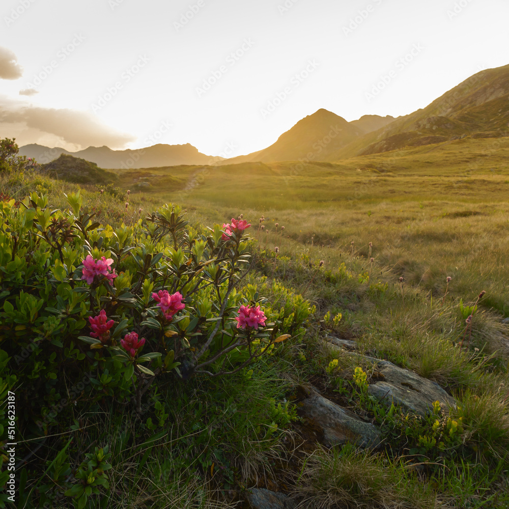 Alpenrosen bei Sonnenuntergang in den Bergen Format 1:1