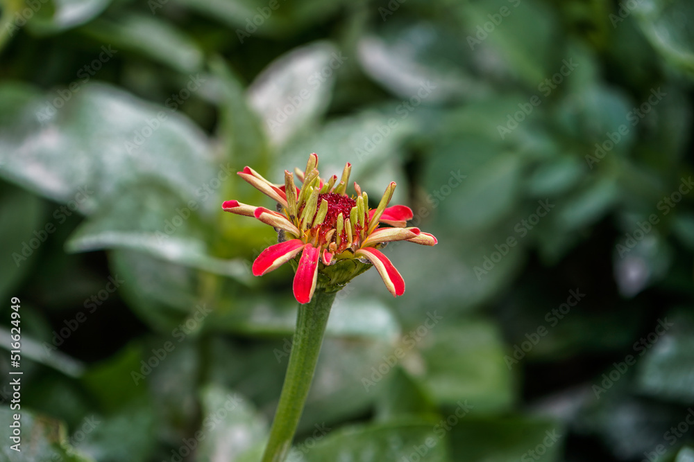 Red zinnia flower beginning to bloom in an outdoor flower garden. Green from the leaves background. Red zinnia flower beginning to bloom in an outdoor flower garden. Green from the leaves background.