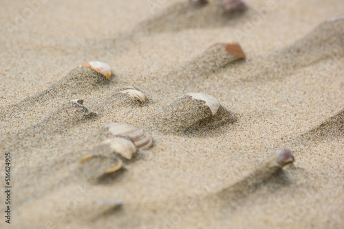 Shells on the sand after the tide, background, texture. Coast of the North Sea, Netherlands