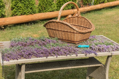 Lavender cutting - cutters and fresh flowers on wooden table. Lavender harvest in a small garden. Aromatherapy. Production of perfumes.
