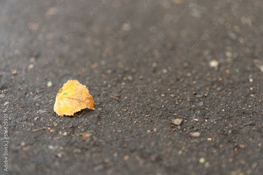 Yellow birch leaf fallen on the asphalt. Yellow birch leaf fallen on the asphalt.