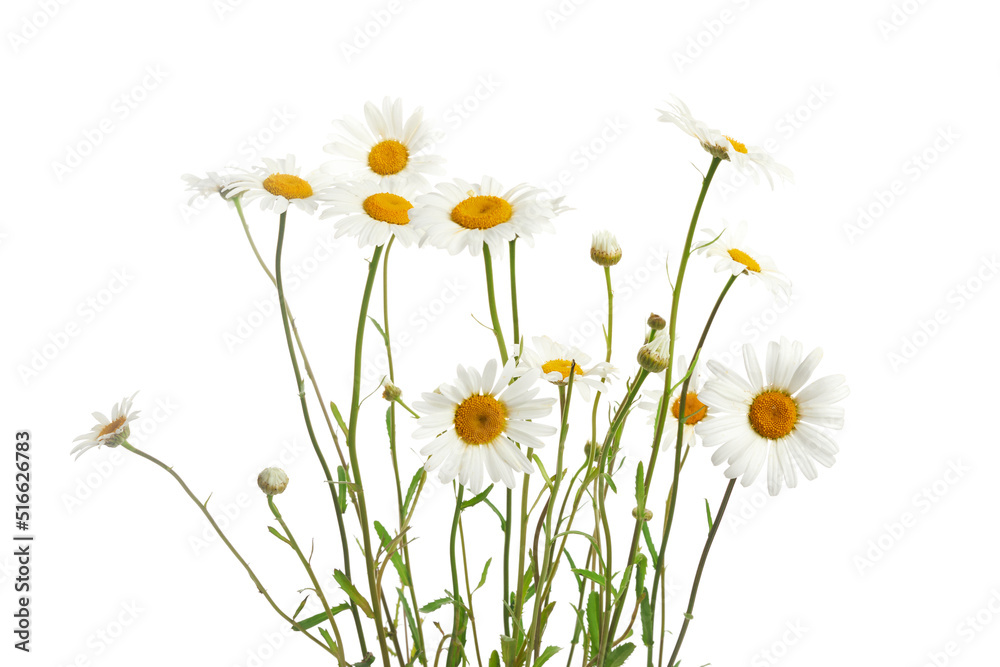 Bouquet of Daisy or Chamomiles isolated on a white background.