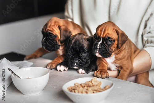 a woman feeds cereal and milk to three small German boxer puppies with a funny muzzle during her breakfast