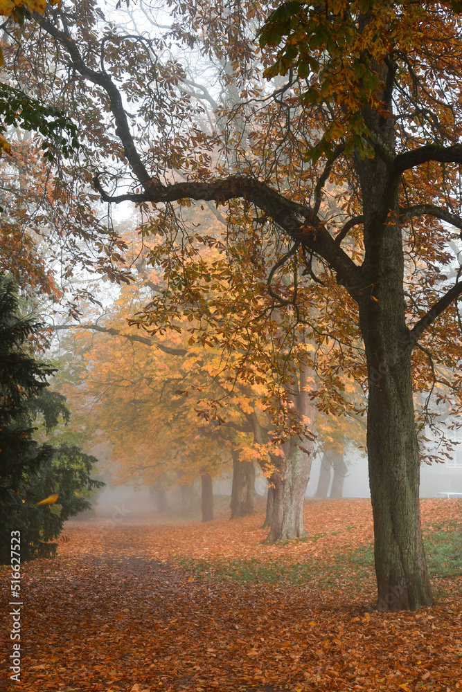 Photo of a path in park while foggy weather