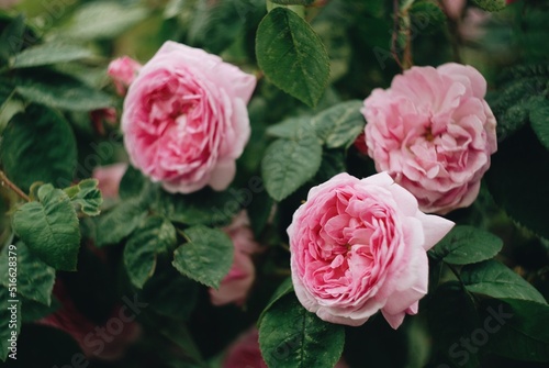 pink roses in garden