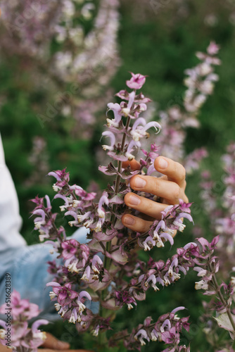 Women's hands collect medicinal herbs, a woman's hand touches a branch of sage, pink fragrant sage nutmeg