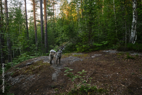 Nature of Karelia, Russia. Japanese tiger colored akita walks through mixed green forest in summer. Beautiful purebred dog in park.