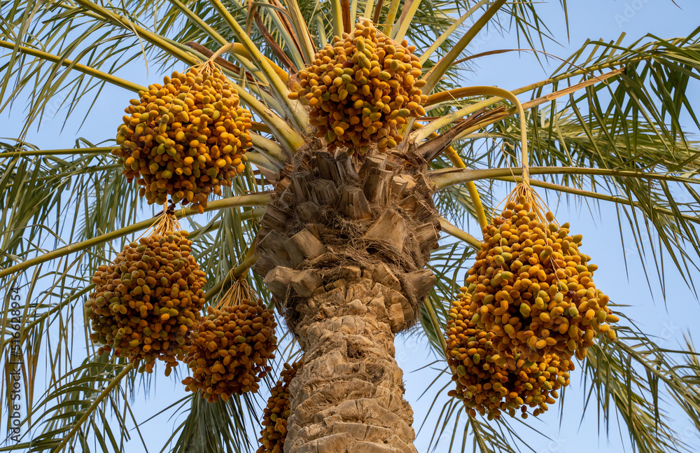 Date palm branches with ripe dates. Saudi arabian dates farm. Date palm branches with ripe dates. Saudi arabian dates farm.