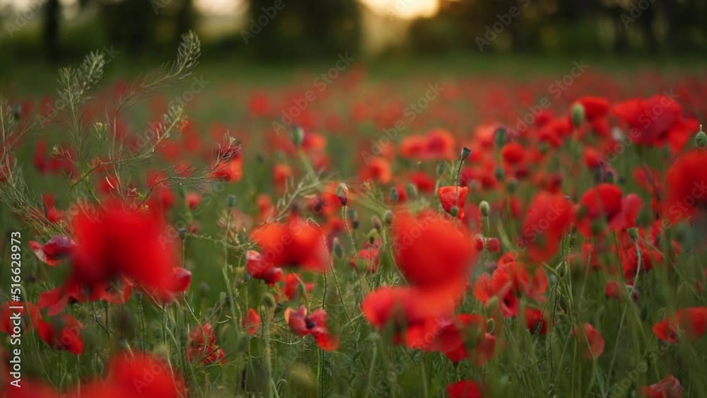 Camera moves between the flowers of red poppies. Poppy as a remembrance symbol and commemoration of the victims of World War. Flying over a flowering opium field on sunset. Backward slow motion. Camera moves between the flowers of red poppies. Poppy as a remembrance symbol and commemoration of the victims of World War. Flying over a flowering opium field on sunset. Backward slow motion.