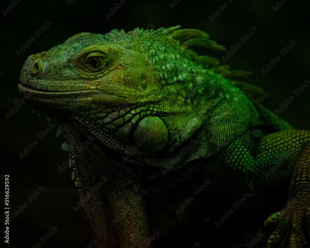 Green iguana Green iguana