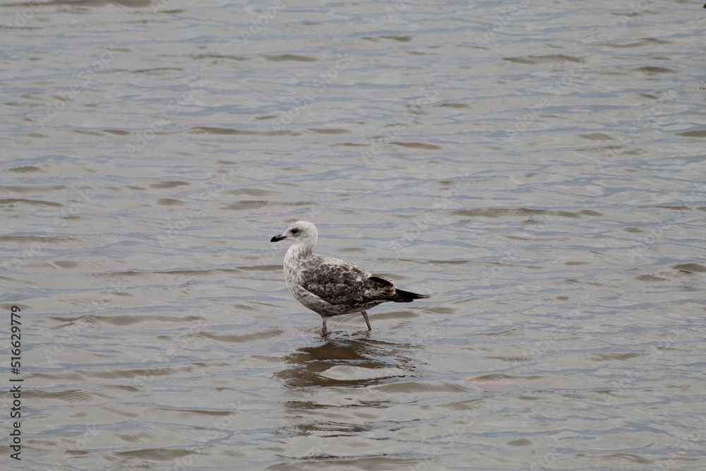 A beautiful image of a wild seagull bird on the coast at Crosby Beach. This photo was taken when the tide was out. A beautiful image of a wild seagull bird on the coast at Crosby Beach. This photo was taken when the tide was out.