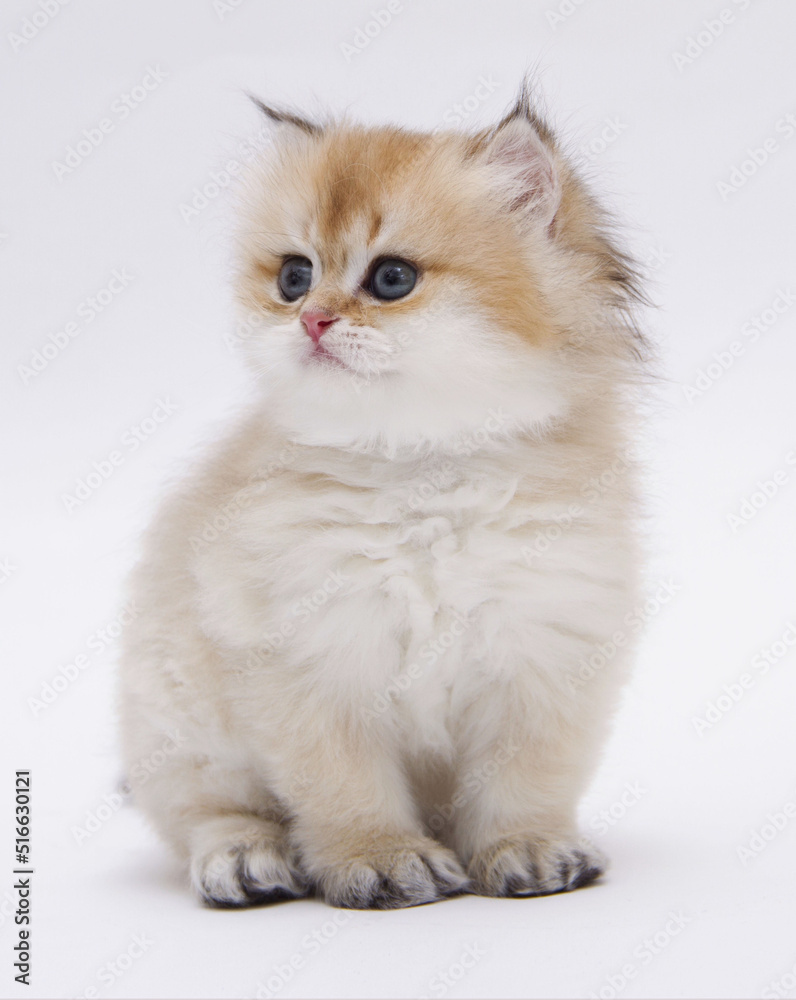 British longhair kitten on white background with green leaves. Golden chinchilla highlander. Cute fluffy kitten . Pets at cozy home. Top view web banner. Funny adorable pets cats. Postcard concept.