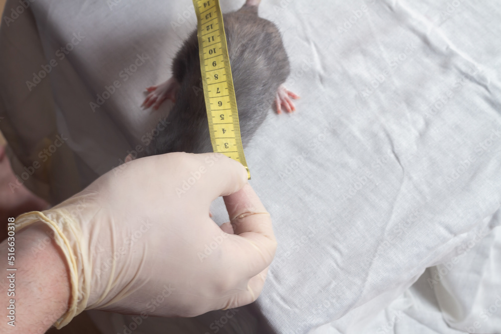 A veterinarian examines and measures a pet rat