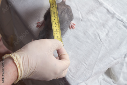 A veterinarian examines and measures a pet rat