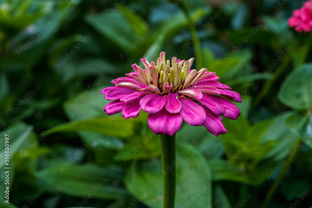 Bright pink, purple zinnia flower growing in an outdoor flower garden.