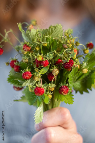 Close up bouquet of strawberry branches in the hands of a faceless woman. Blur and selective focus.