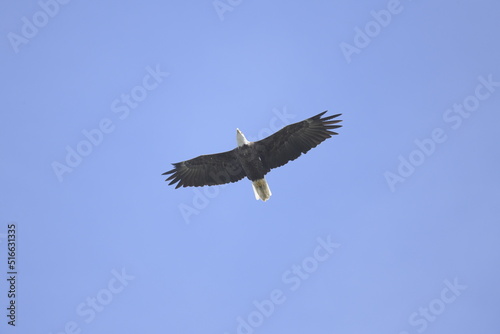 bald eagle flying in the clear sky