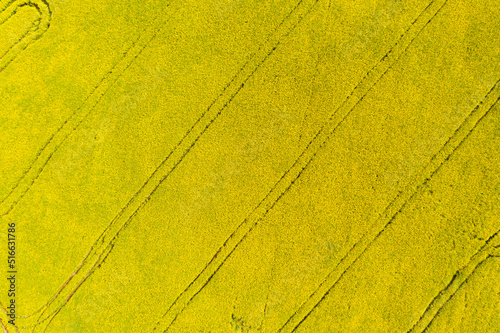 Aerial drone view of cultivated colorful raps field in Czech Republic