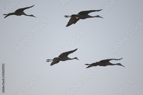 sandhill cranes flying in formation