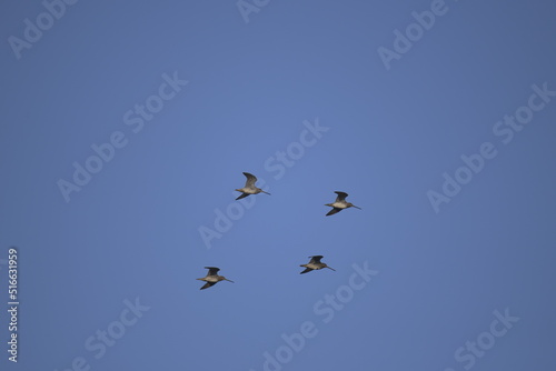 sandhill cranes flying in formation across blue sky