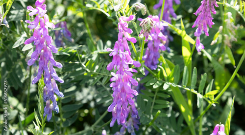 Closeup of beautiful pink or purple Vicia villosa known as the hairy vetch, fodder vetch or winter vetch. Blossom flower in botanical garden or field in sunny day