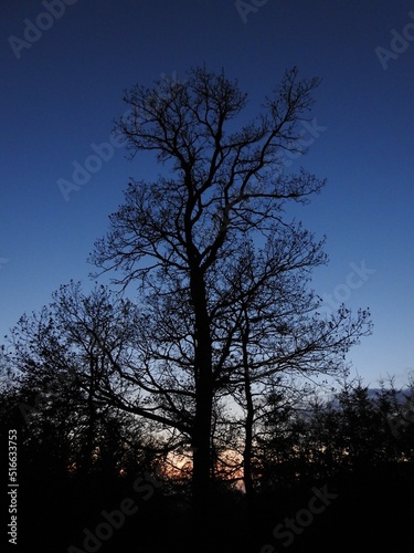 Baum im Abendhimmel