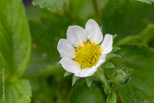 Blooming strawberry flower on a summer sunny day macro photography. White flowers of strawberry on a sunny day close-up photo. 