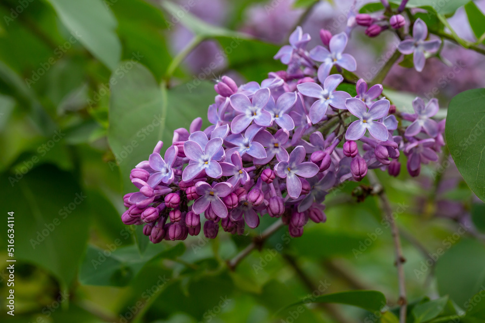 A branch of blooming purple lilac flower on a green background in a spring sunny day macro photography. Small violet sirynga vulgaris flowers on a branch of a flowering plant close-up photo. A branch of blooming purple lilac flower on a green background in a spring sunny day macro photography. Small violet sirynga vulgaris flowers on a branch of a flowering plant close-up photo.