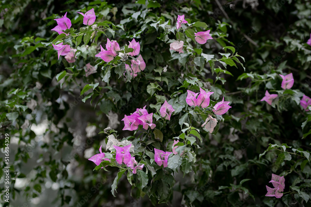 Beautiful pink flowers, on a shrub. A green shrub with pink flowers. Beautiful pink flowers, on a shrub. A green shrub with pink flowers.