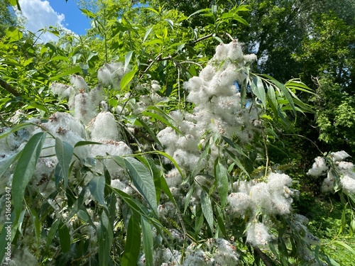 Poplar fluff on the branches looks like cotton wool.