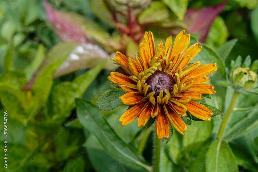 Multiple layer rudbeckia flower growing outdoors. Multiple layer rudbeckia flower growing outdoors.