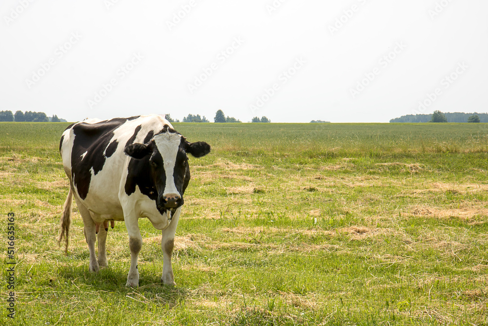 hornless black and white cow grazing in the meadow hornless black and white cow grazing in the meadow