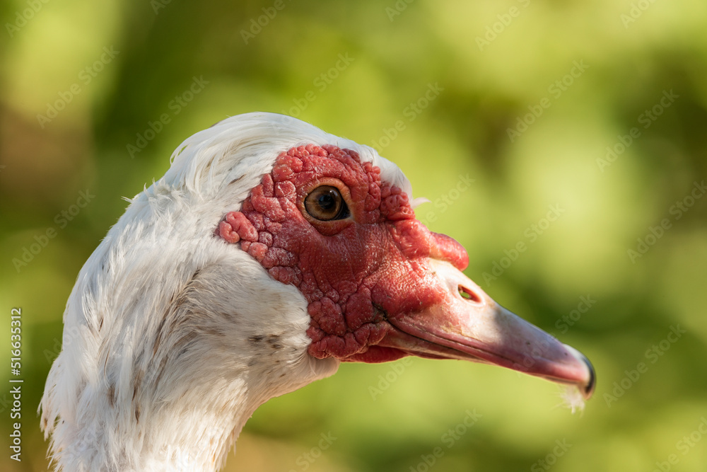 pato criollo macho retrato de cabeza (Cairina moschata) pato criollo macho retrato de cabeza (Cairina moschata)