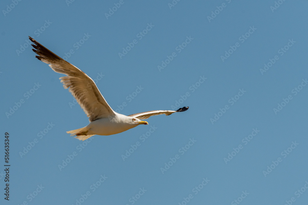 gaviota en vuelo (Laridae) gaviota en vuelo (Laridae)