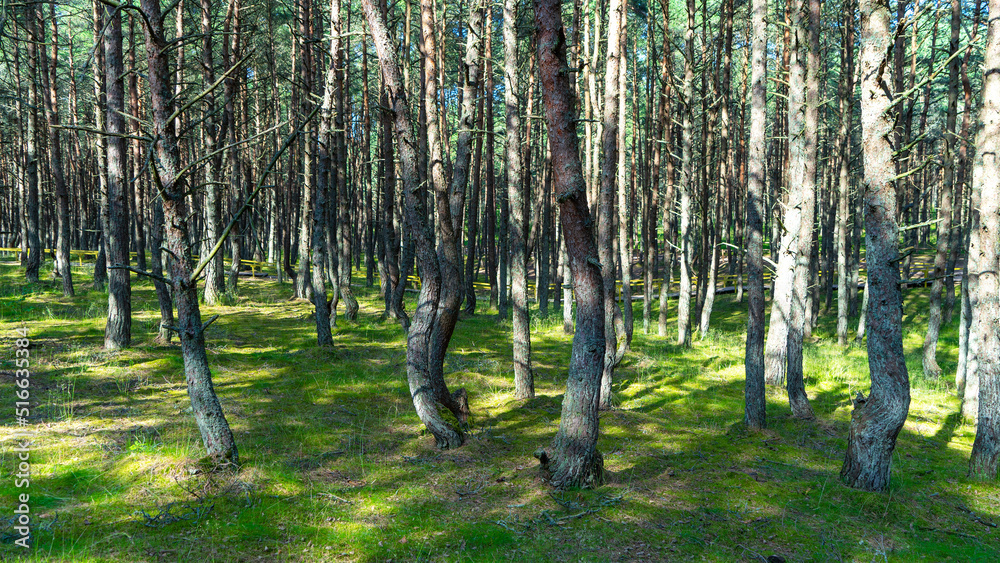 Obraz premium Fabulous dancing forest on green moss illuminated by rays of sunlight on the Curonian Spit, Kaliningrad region, Russia. Trunks of pine trees covered with moss in the forest or woods near of Baltic Sea