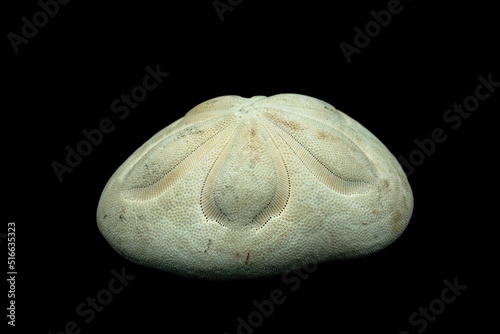 Fotografie Sea Biscuit isolated on black background