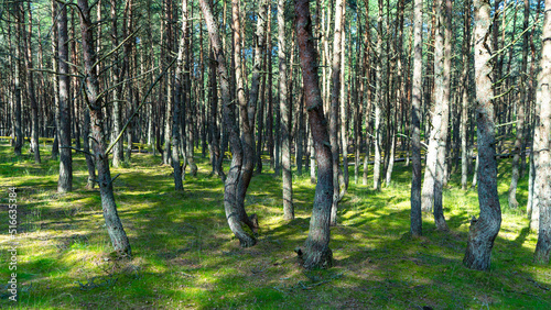 Fototapeta Naklejka Na Ścianę i Meble -  Fabulous dancing forest on green moss illuminated by rays of sunlight on the Curonian Spit, Kaliningrad region, Russia. Trunks of pine trees covered with moss in the forest or woods near of Baltic Sea