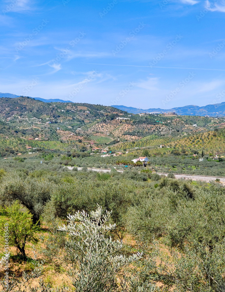 Fototapeta premium Olive trees in Andalusia