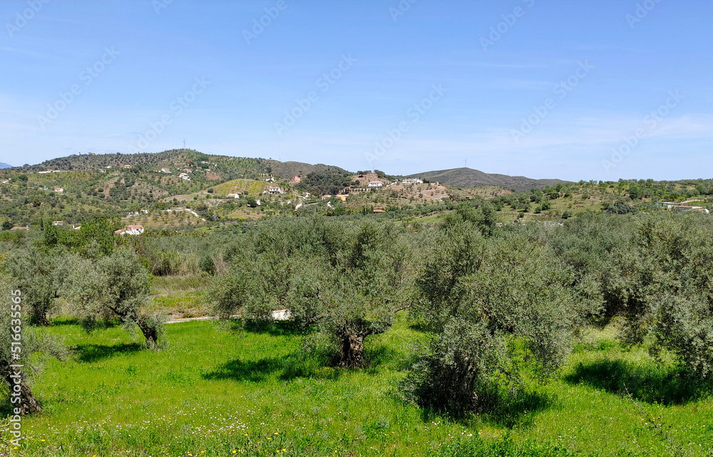 Naklejka premium Olive trees in Andalusia