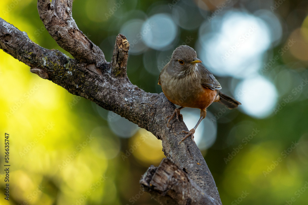 Fototapeta premium The Rufous-bellied Thrush also know as Sabia-laranjeira perched on a branch. It is the symbol bird of Brazil. Birdwatching. Bird lover. Birding. Species Turdus rufiventris