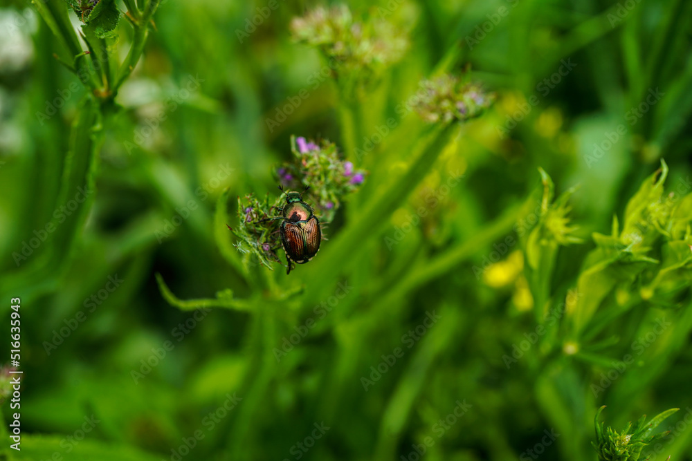 Japanese beetle feeding on a statice flower. Japanese beetle feeding on a statice flower.