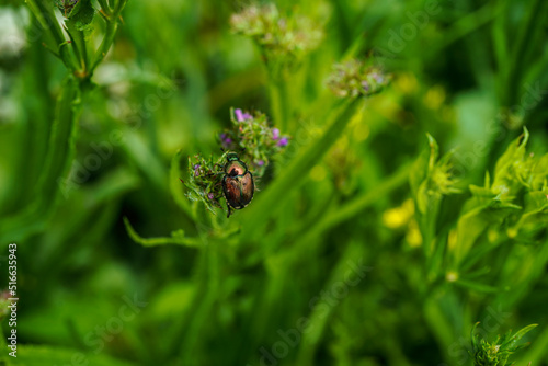 Japanese beetle feeding on a statice flower.