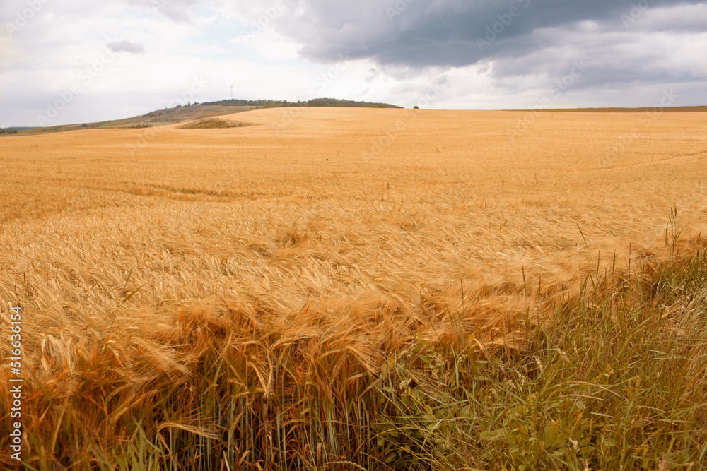 Summer landscape with wheat field. Gold wheat field. Selected focus.