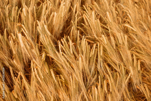 Ripe wheat ears background pattern. Selected focus. Top view
