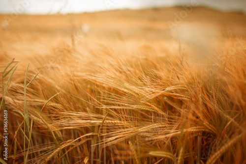 Gold wheat field background. Selected focus.