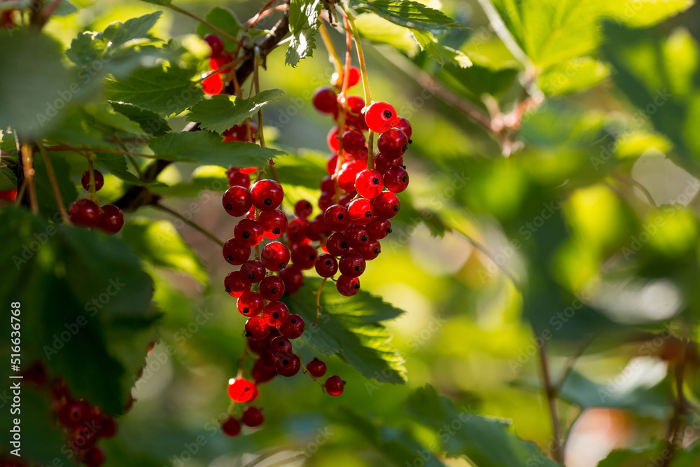 Red currant on a bush branch in the garden at dawn. The glow from the sun. Garden useful summer berry. The concept of healthy eating.  Vitamins and diet.