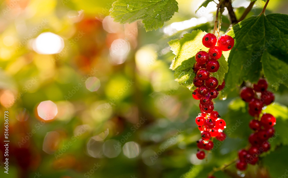 Red currant on a bush branch in the garden at dawn. The glow from the sun. Garden useful summer berry. The concept of healthy eating. Vitamins and diet. Red currant on a bush branch in the garden at dawn. The glow from the sun. Garden useful summer berry. The concept of healthy eating. Vitamins and diet.
