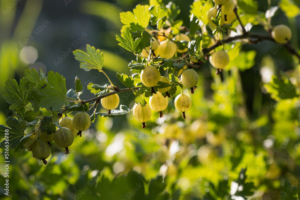 Green gooseberry on a bush branch in the garden at sunset. Garden summer berry.